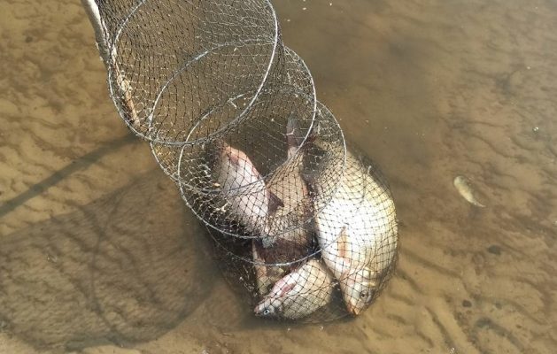 Ограничения на рыбную ловлю для любителей закончились