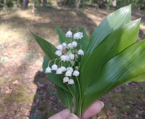 За «краснокнижные» растения можно сесть в тюрьму.