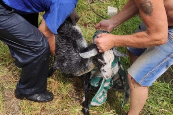 В Дзержинске спасатели достали из колодца домашнее животное