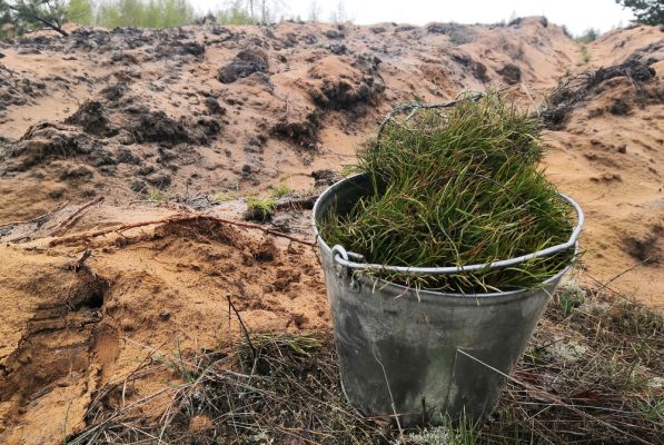 В Дзержинске высадят сосны