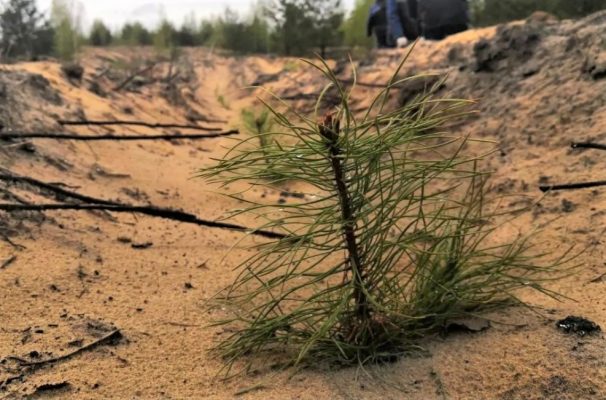 Вокруг Дзержинска посадили сосенки.