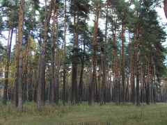 Дзержинцев приглашают на общегородской субботник.