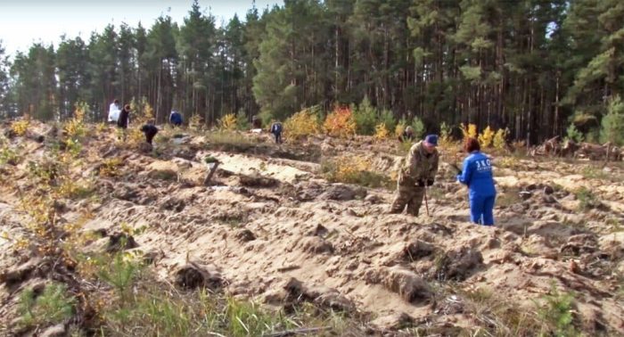 В окрестностях Дзержинска высадили более 5 тыс. сеянцев сосны на месте горельника.
