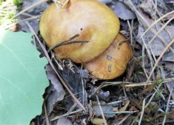 Жители региона отравились ядовитыми лесными грибами.