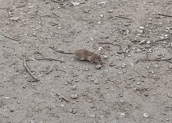 Нижегородцы болеют "мышиной" лихорадкой.