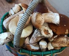 В России могут установить налог за сбор грибов на продажу.