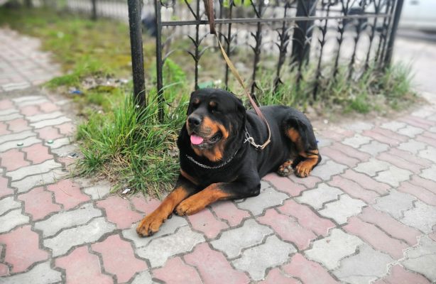 В Дзержинске хозяев кошек и собак приглашают на семинар.