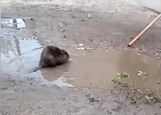 В Дзержинске из лужи спасли бобра.