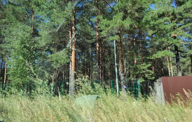 В Дзержинске введен запрет на посещение лесов.