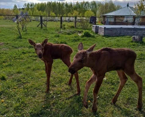 Нижегородцам дали советы