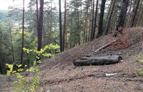 В регионе планируют расширить перечень видов лесных ресурсов для заготовки гражданами для себя.