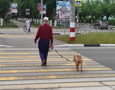 В России введут штрафы за выгул собак без намордника.
