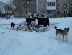 В Дзержинске продолжат стерилизовать бездомных собак.