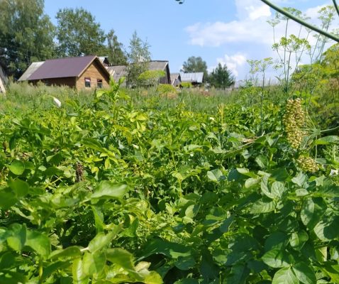 В картофеле из Нижегородской области выявлено превышение нитратов.