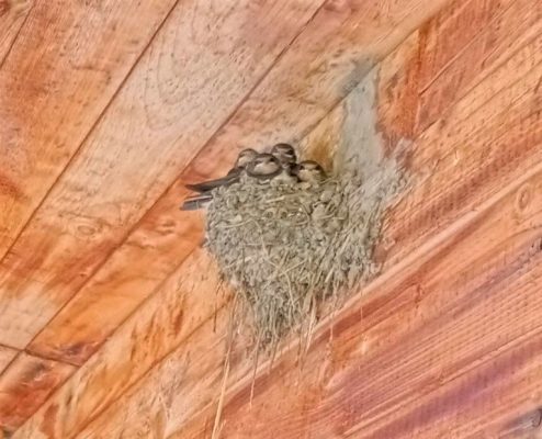 Выпавших из гнезда птенцов не рекомендуется уносить домой.