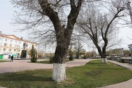 Два тополя на площади Маяковского - уникальные деревья. Их вполне можно включить в перечень особо охраняемых природных объектов. И не только потому что они красивы и величественны.