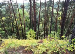 В лесах Нижегородской области с начала года потерялось больше 20-ти человек.