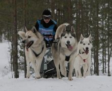 В минувшие выходные в Решетихе с 28 февраля прошли гонки на собачьих упряжках «Зимняя сказка-2015».